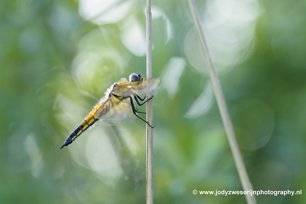 Wat ik zoek tijdens het fotograferen van juffers, libellen en vlinders