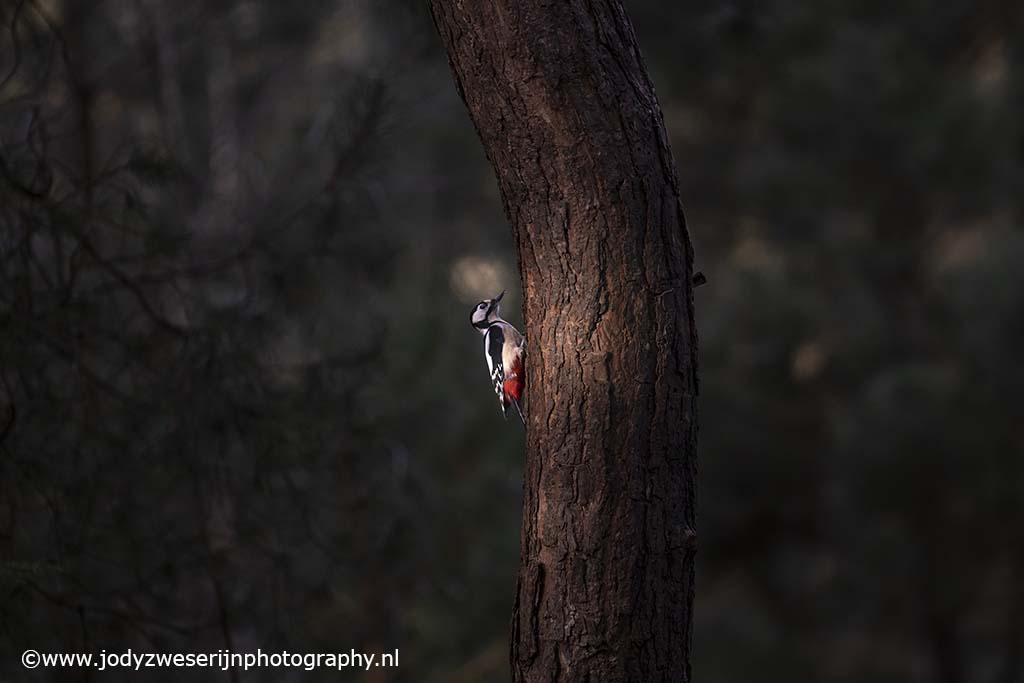 Het geheim van sfeervolle vogelfotografie