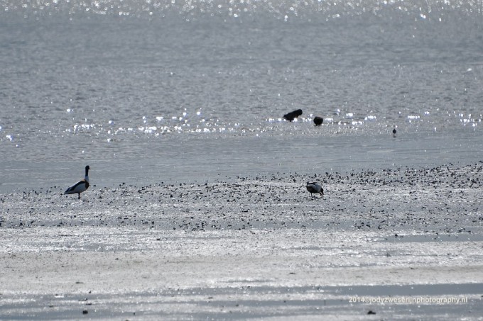 Drie dagen Schiermonnikoog en een dagdeel Waddenkust