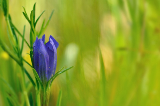 De wilde bloemen van natuurterrein De Kievit in Harmelen