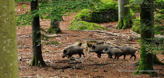 Beierse Woud: Europees “wild” fotograferen zonder camouflagenet om je kop