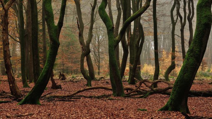 Het Speulderbos: een spookachtige swinging safari