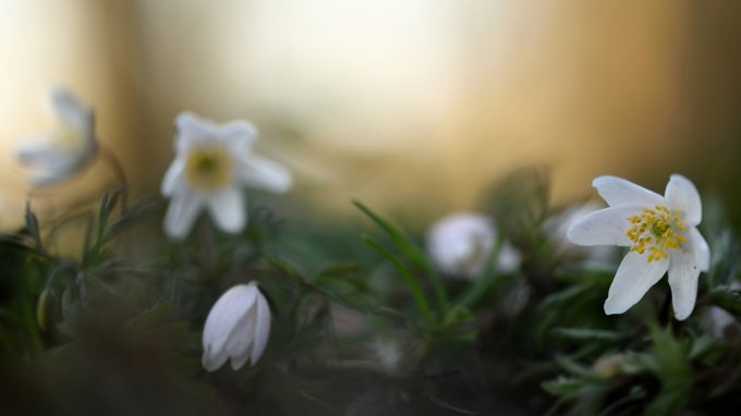 Amelisweerd: project bosanemonen fotograferen