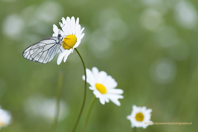 Viroinval: macro en landschapsfotografie