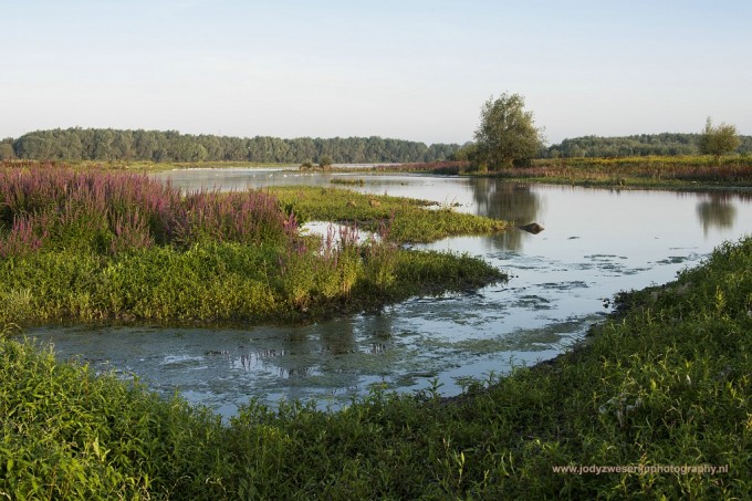 Fotosafari langs de Maas