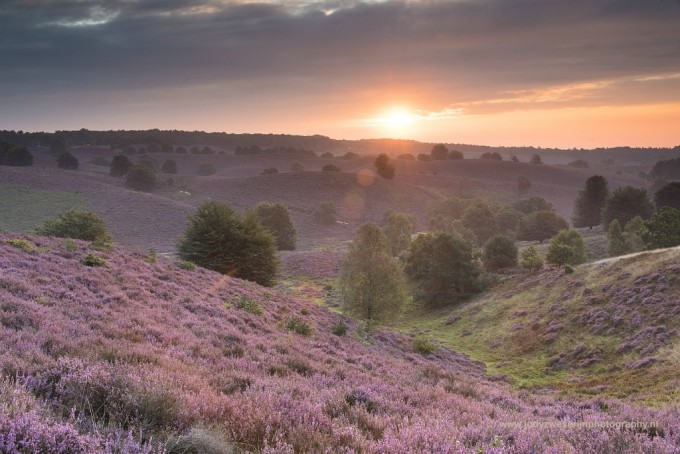 Bloeiende heide, ook ik……..!