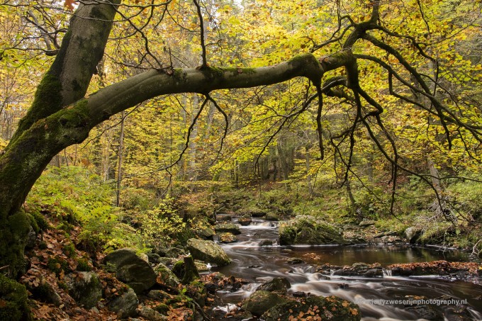 Ardennen en herfstfotografie op herhaling