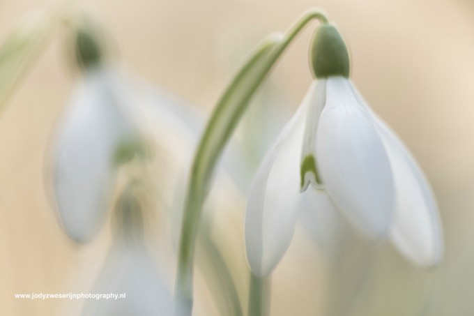 Sneeuwklokjes: elegant, aandoenlijk en volhardend