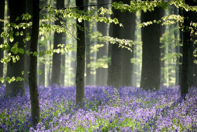 Hallerbos: het licht gezien!