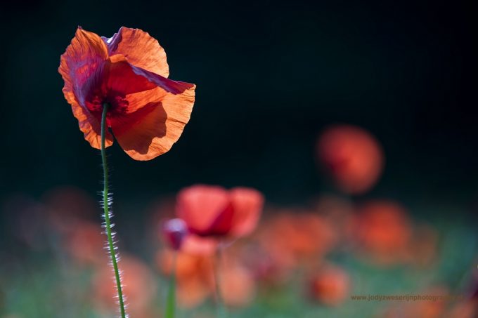 Fotograferen van klaprozen in ZEN sfeer