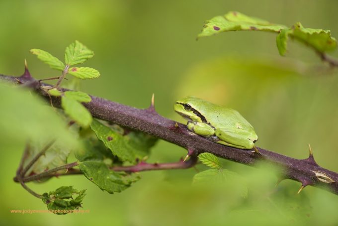 Boomkikkers: mooi groen is niet lelijk!