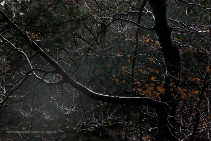 Speulderbos een beetje anders