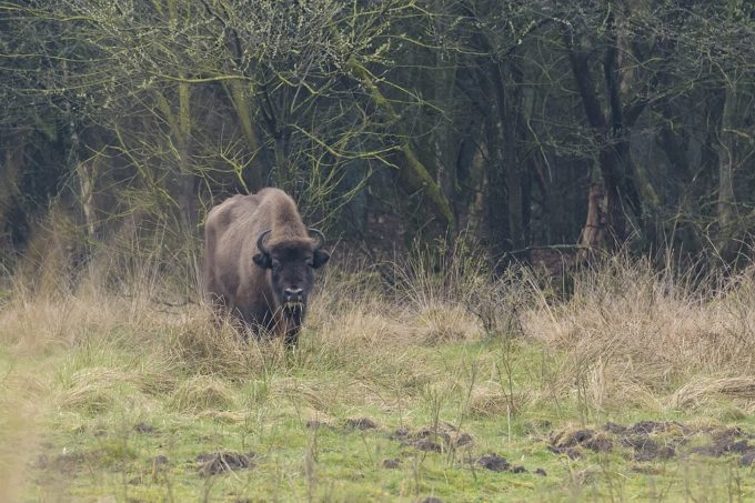 Wisenten op de Veluwe