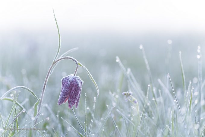 Kievitsbloemen: camera klaar, schieten maar?!