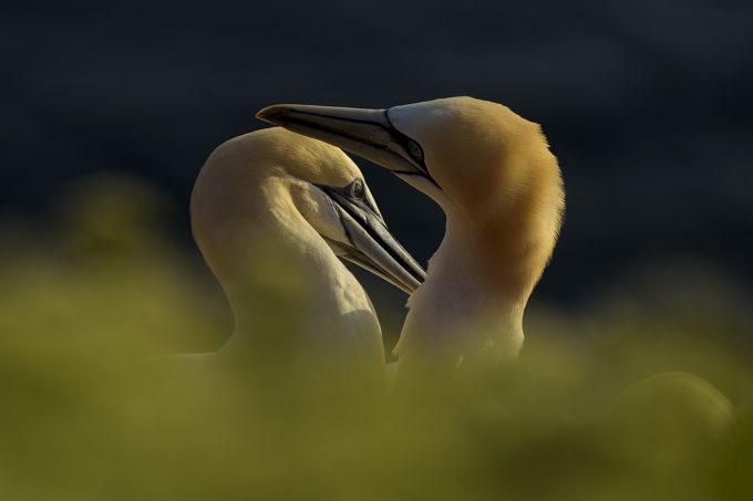 Helgoland: Jan van Genten in rep en roer!