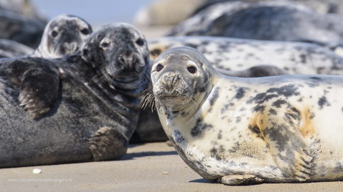 Zeehonden op Düne, om te lachuuuhhh!