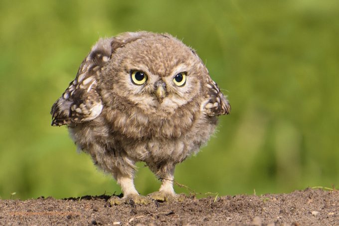 Steenuilen op boerenerf: twee hartverwarmende avonden