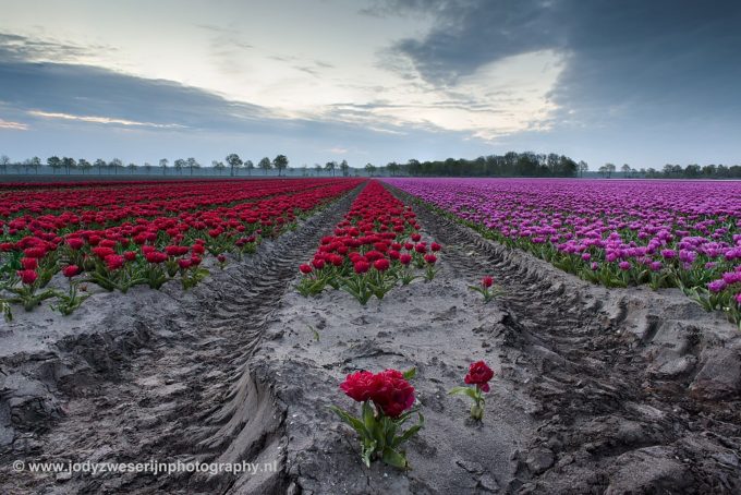 Op zoek naar lijnen, kleur en licht tussen de tulpen