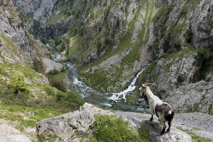 Wandelen en fotograferen in de Spaanse Picos de Europa