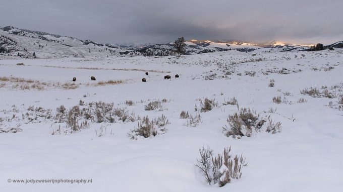 Yellowstone icy landscapes