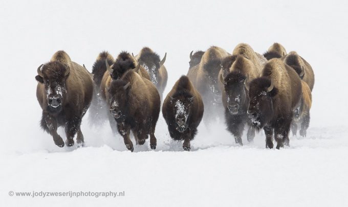 Portraiting the Yellowstone bison