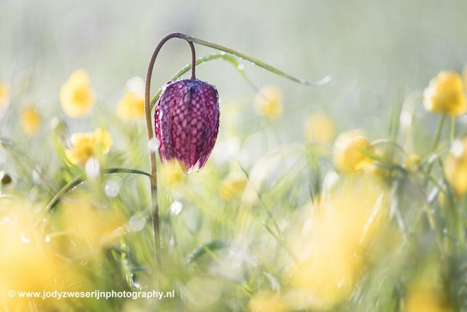 De tulp die me het liefst is