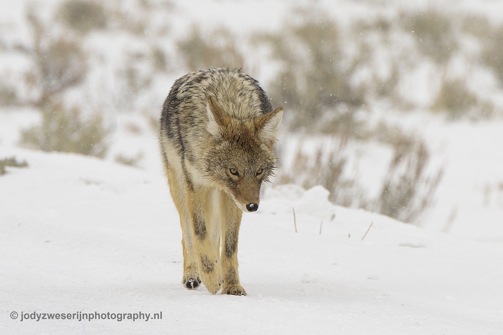 Running into Yellowstone wildlife, an unforgettable experience