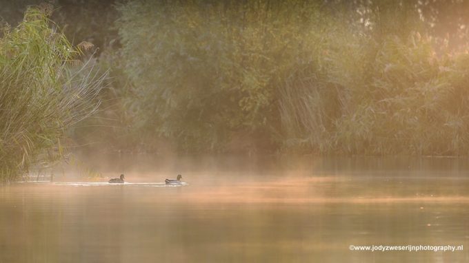 Fluisterzacht door de Biesbosch