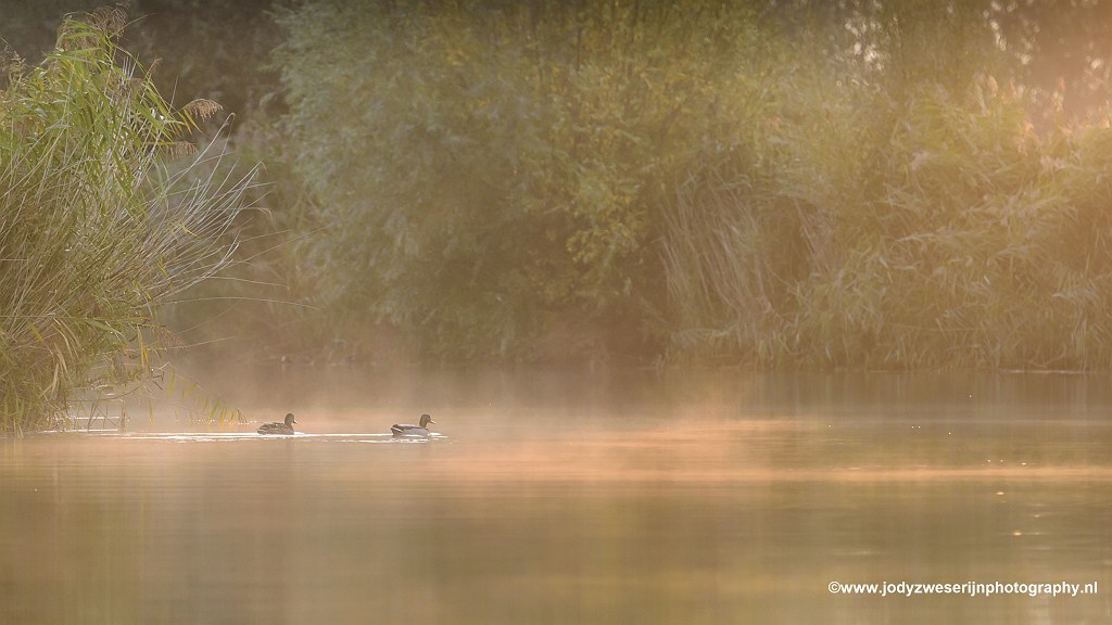 Fluisterzacht door de Biesbosch