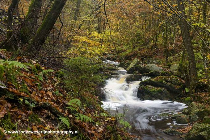 Op zoek naar herfstkleuren in de Ardennen