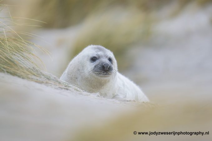 De zeehondenpuppyfotografie schaamte voorbij