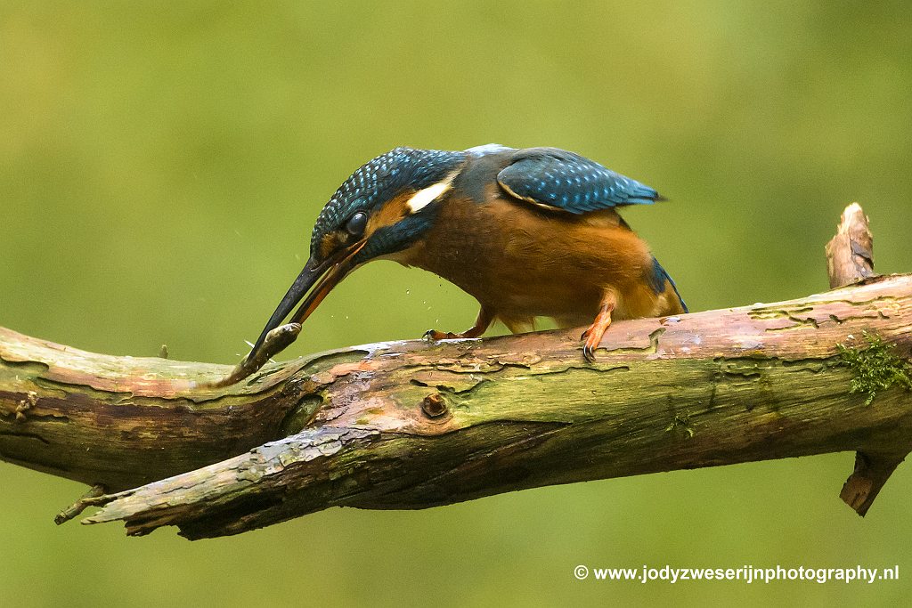 IJsvogel tikt eitje met stekelbaars