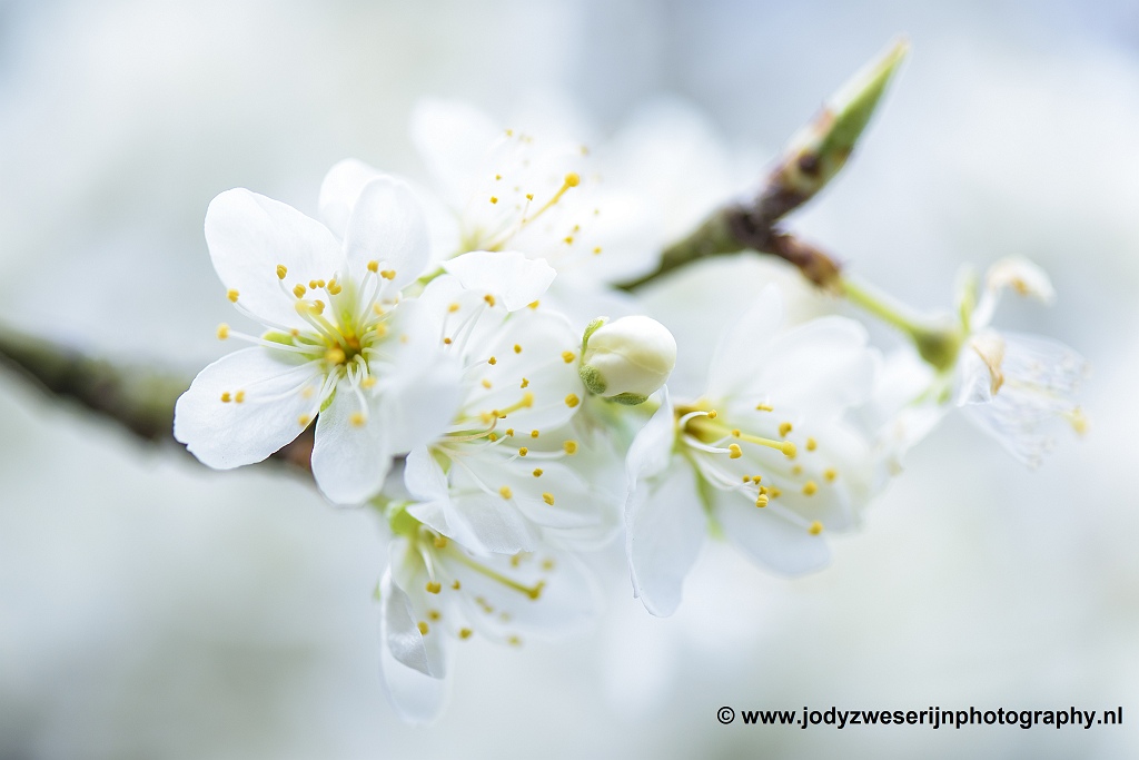 Fotografeer de bloesems, het is zó voorbij