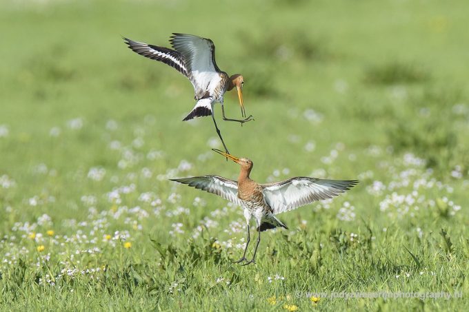 Gevogel op de achterbank