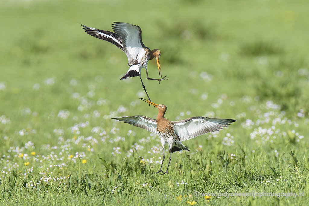 Gevogel op de achterbank