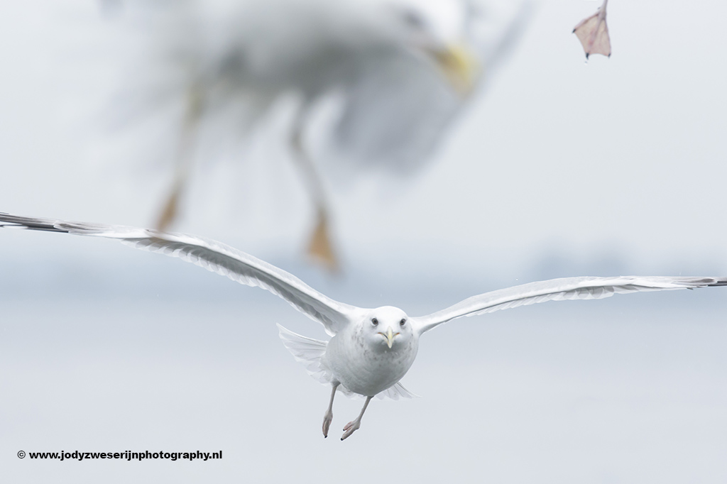 De lol van het fotograferen van meeuwen