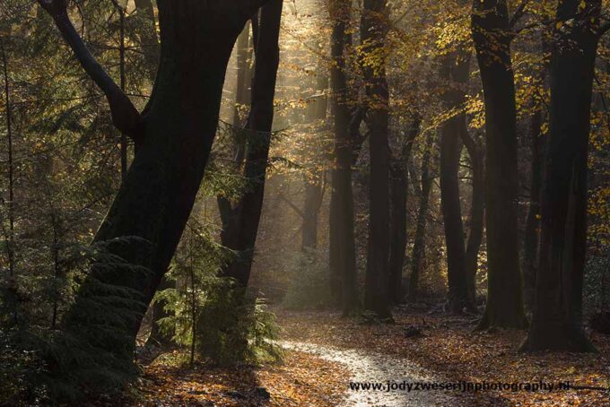 Speulderbos: fotograferen van sprookjes of spookjes?