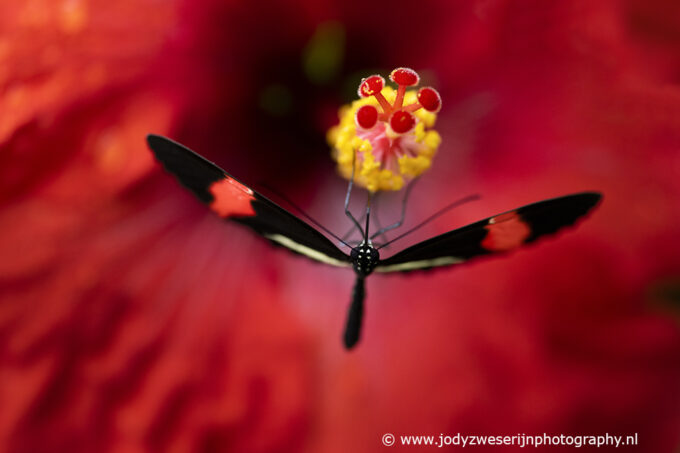 Tropische vlinders fotograferen in de polder