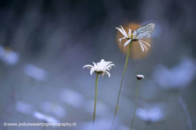 Vlinders fotograferen in de Brenne Frankrijk